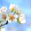 apple blossom, flowers, tree-1368187.jpg