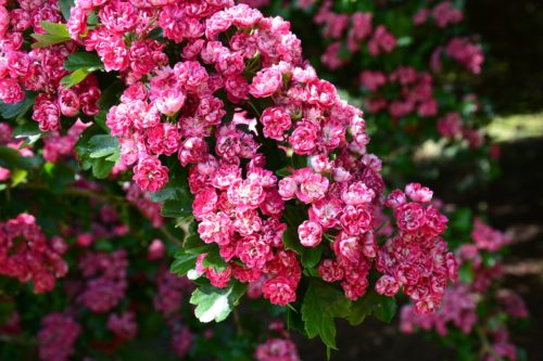 cherry blossom, flowers, tree-210692.jpg