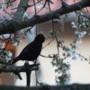 amsel, frühling, spring-5029752.jpg